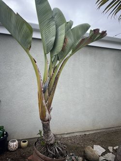 Giant Bird Of Paradise
