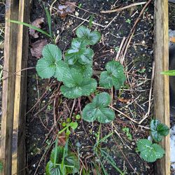 Large and sweet strawberry plants