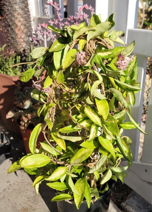 Hoya Krimson Princess