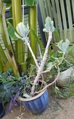 Even more beautiful this spring! Potted blooming succulents in beautiful blue pot