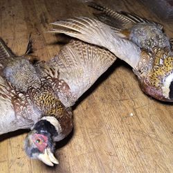 Ring Necked Pheasant Taxidermy