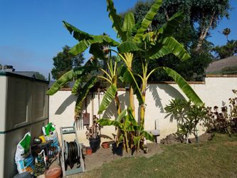 Bananna Plants