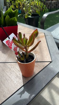 Succulent plant 🪴