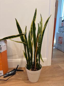 Indoor and outdoor plants