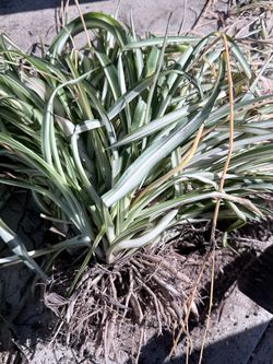 Spider plants 🌱