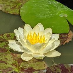 Water Lily
