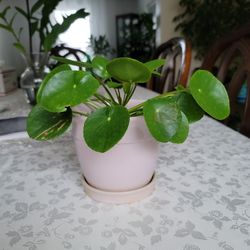 Pilea Peperomioides (Chinese Money Plant / Pancake Plant ceramic pot