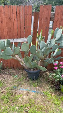 Large cactus 4x7’