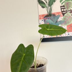 Alocasia Frydek 