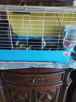 Se Vende Jaula Grande Con Todo Incluido