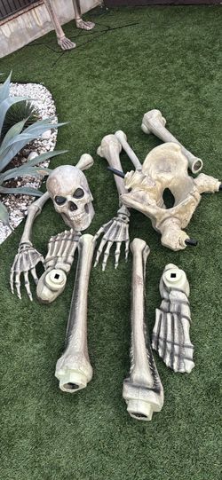 Skeleton Bones