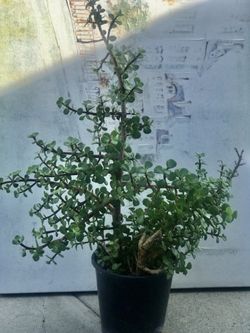 $5 Elephant ear jade plant