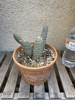 Tephrocactus Pine Cone Cactus Plant