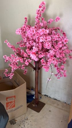 Cherry blossom tree 4ft approx