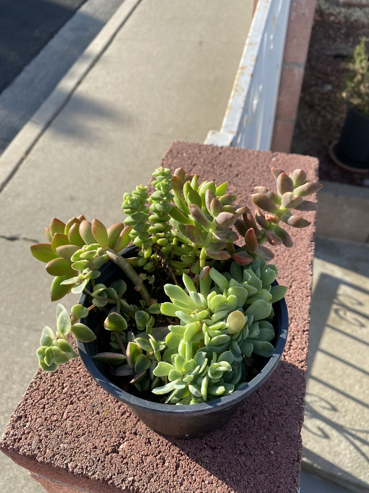 Succulent 