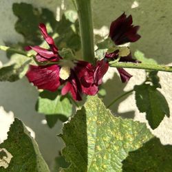 Vara de San Jose semillas