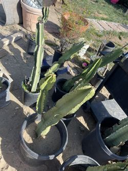 Cactus 