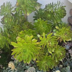 Succulent Plant Cutting