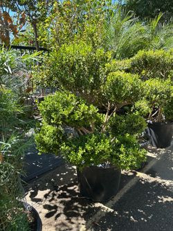 Japanese  boxwood  topiary bonsai  20gal