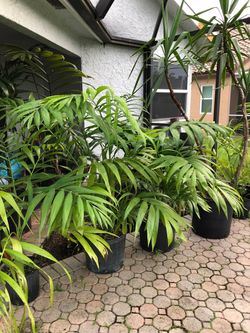Dypsis pembana, Pemba Pam