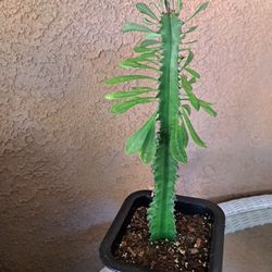 Euphorbia Trigona 
