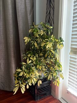 Giant Large Variegated Schefflera Indoor Plant