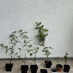 Chameli / Poet Jasmine  / Spanish Jasmine Flower Plant $15