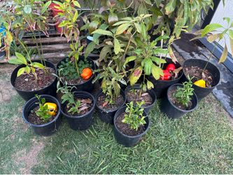 Plants for Sale