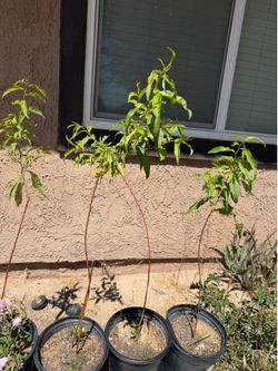 Nectarine Fruit Tree Plant