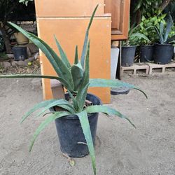 Aloe Vera Plant Savila