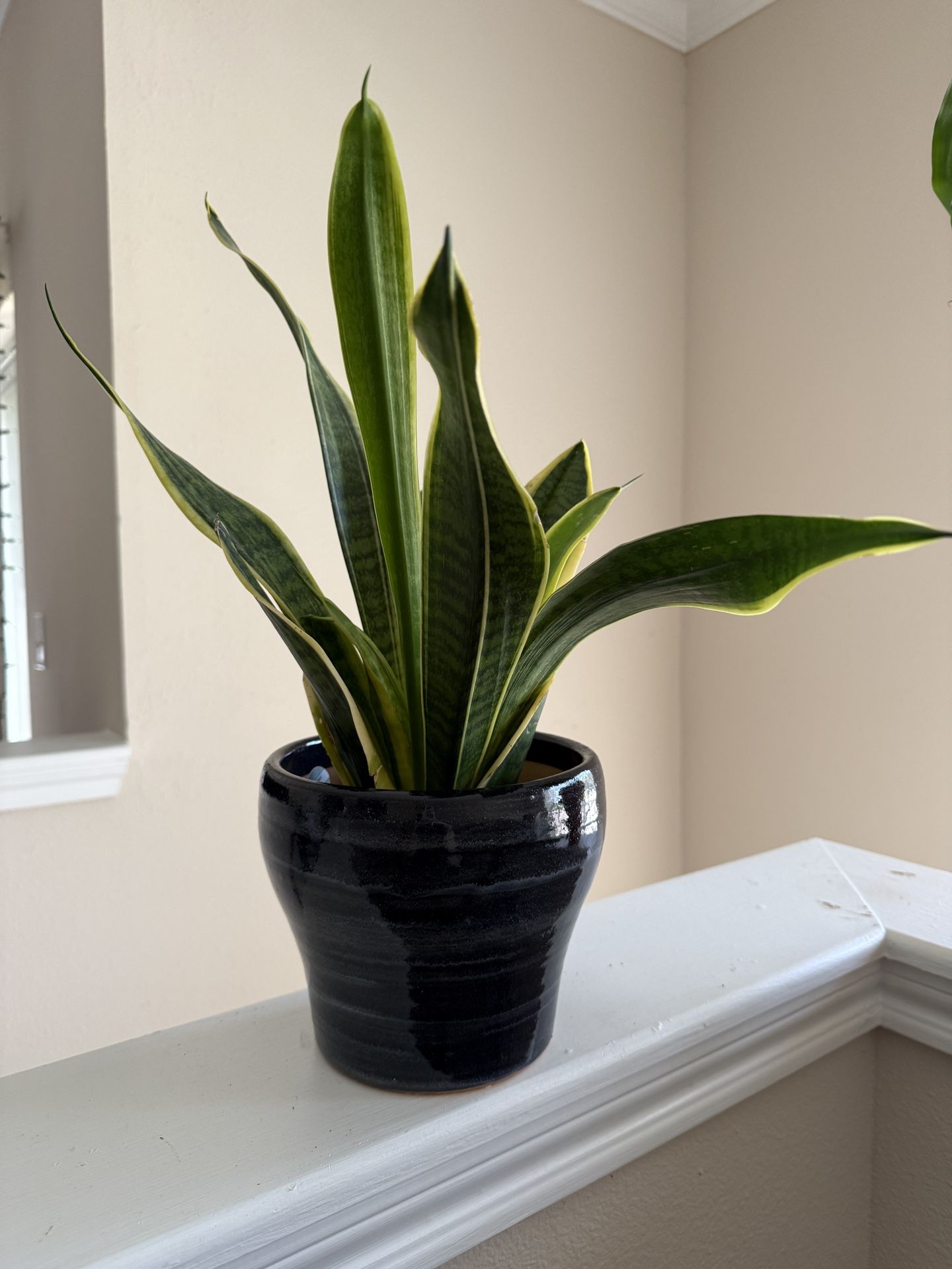 Snake Plant With Pot!