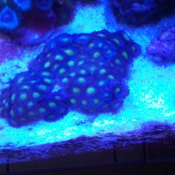 Aoi zoa mini Colony (Reef Aquarium)