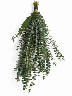 Fresh Eucalyptus for your Shower