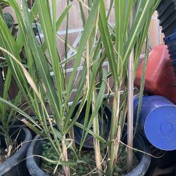 Red Sugarcane Plant (Saccharum officinarum) - Live Plant in Pot