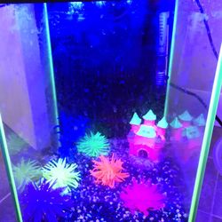 Glow Fish Aquarium - 5 Gallons