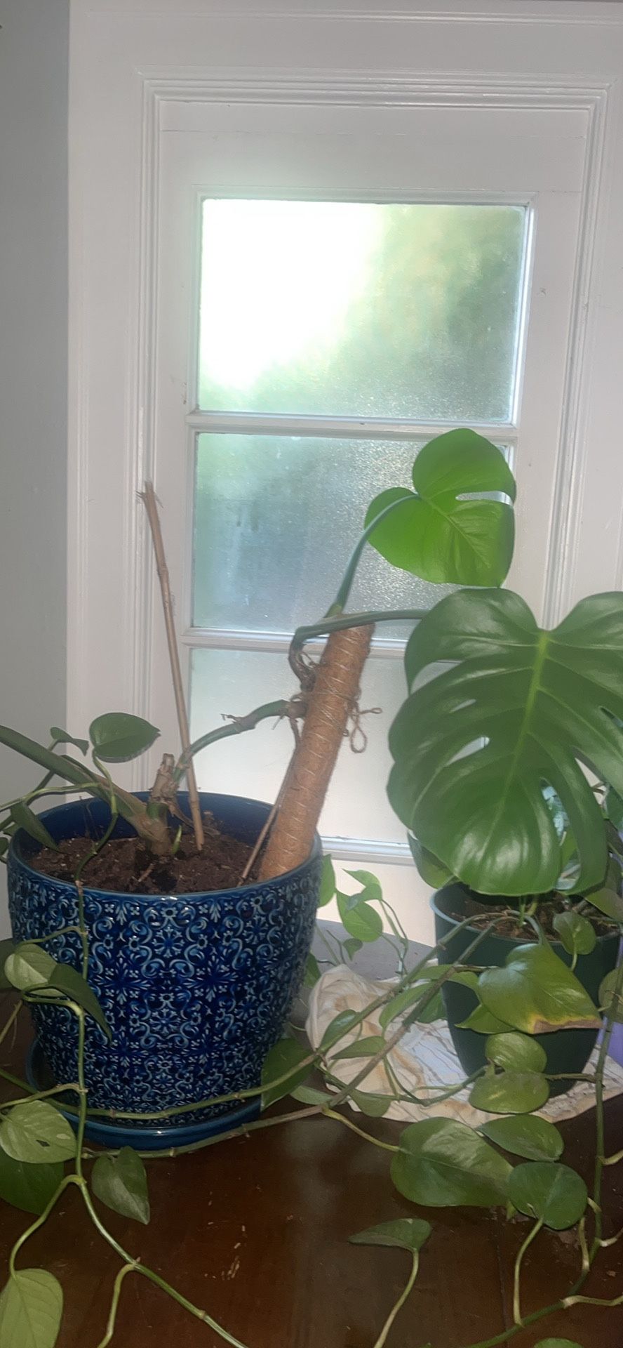 Monstera Plant And Pot