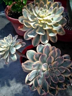 Beautiful succulent plants.