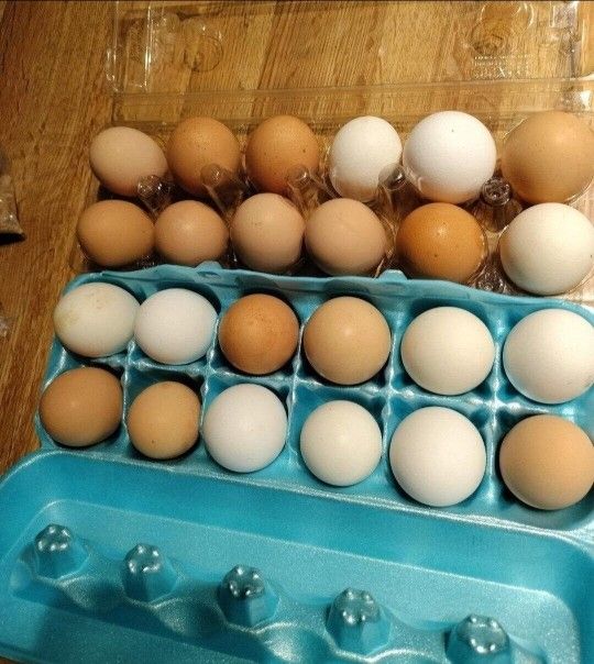 Fresh EGGS 🥚 