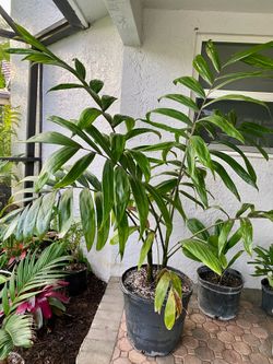 Triple Chambeyronia macrocarpa (Flamethower Palm)