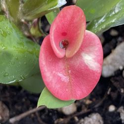 Corona De Cristo Fairy Sun Rise $65