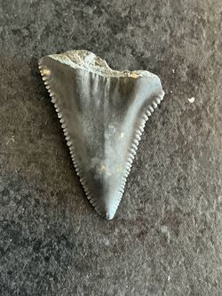 great white tooth