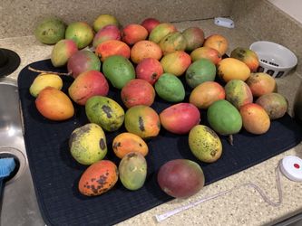 Small Size mangoes perfect juicing see pix