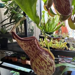 Nepenthes Gaya 6in Hanging Pot