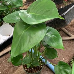 Solit Leaf Plant From 6 In Pot