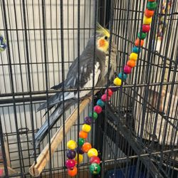 Bird Cages And Things