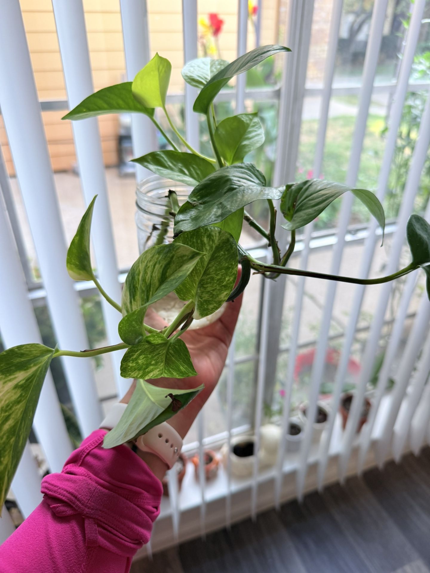 Pothos Plant π±