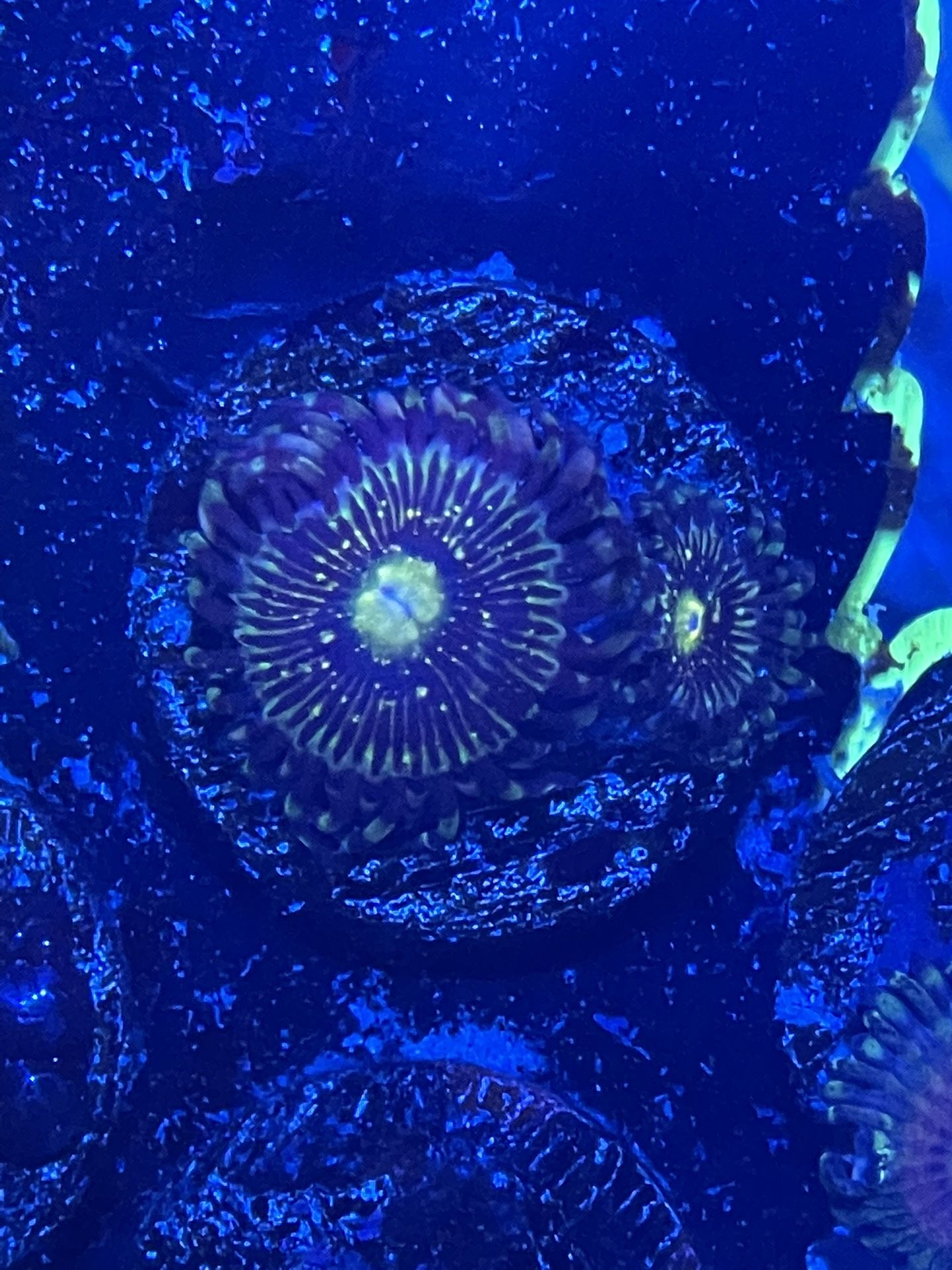 Grim Reaper Zoa
