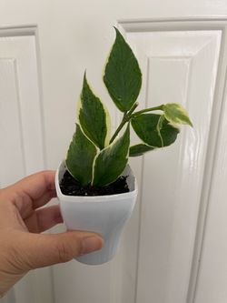 Hoya Albo Polyneura plant