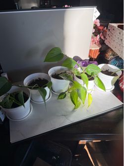 Plants $5 each or all for $20