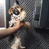 Terio
